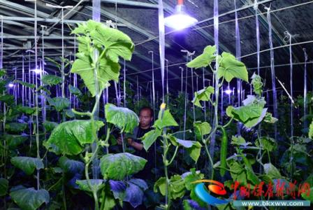 LED植物生长灯与有机蔬菜