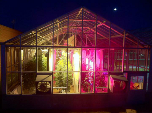 LED植物生长灯应用温室栽种 智能照明更节能