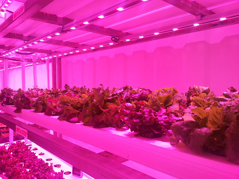 LED植物灯光照对植物的影响