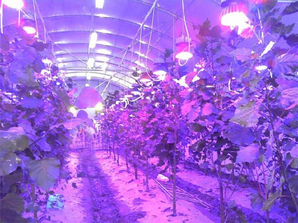 十二种植物的LED灯配光方法
