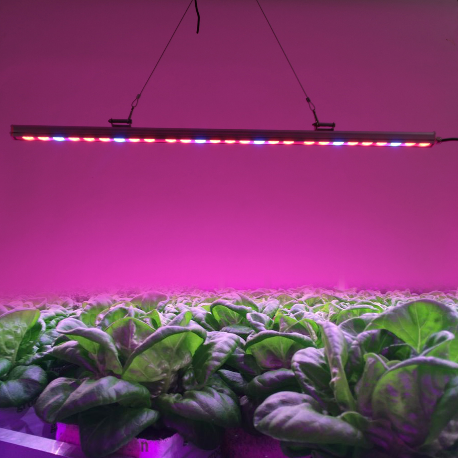 科学技术的发展不断地改变我们的生活方式、工作方式，而植物照明技术的成熟正使传统农业“面朝黄土，背朝天”的耕种方式出现转变。在通用照明市场竞争剧烈，环保健康问题日益突出的客观环境影响下，原是以日本企业为主导的LED植物灯照明，跃升成为细分市场的一片新蓝海，引来飞利浦、欧司朗、亿光等大批国际巨头的争相开拓，国内不少企业也纷纷涉足。