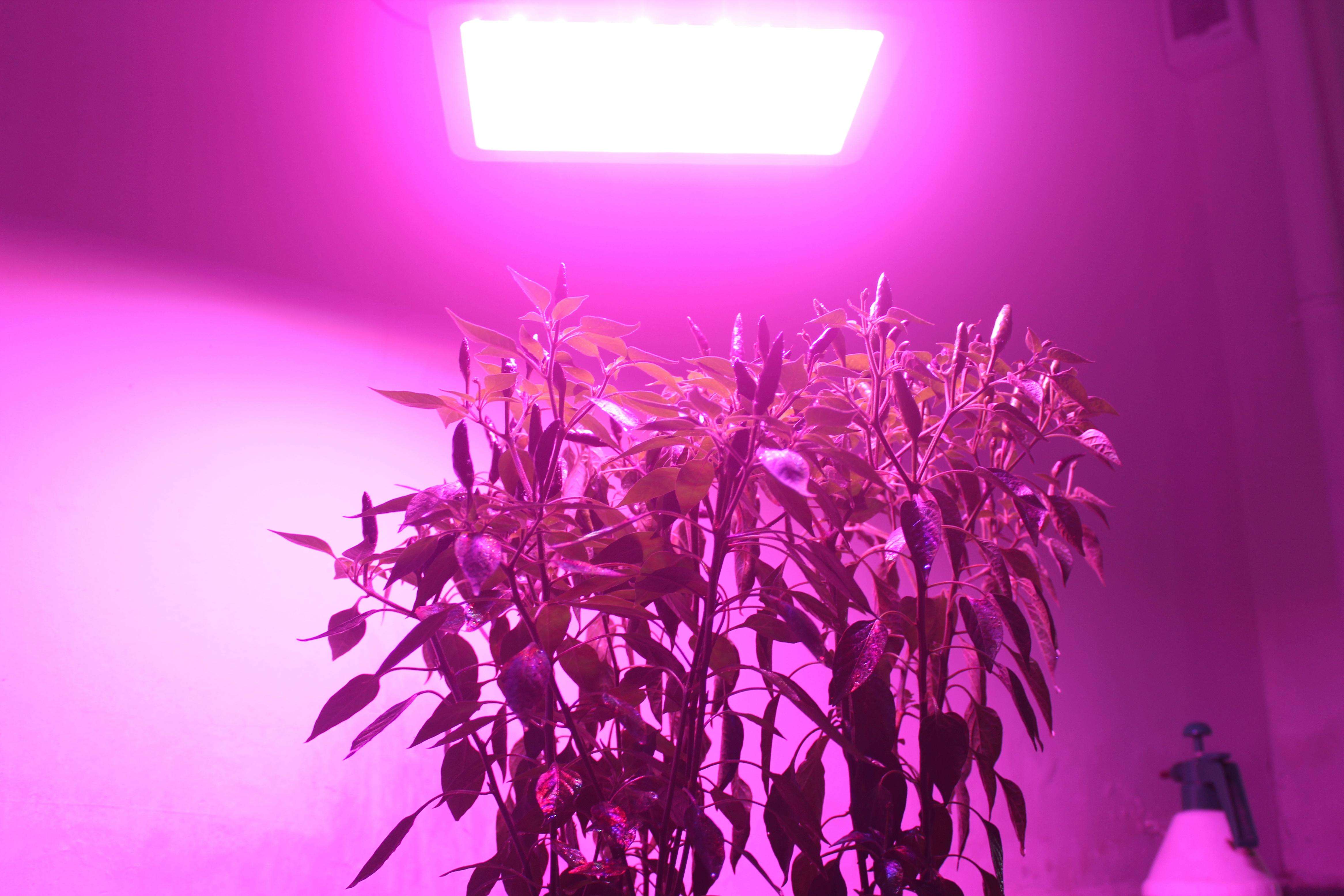 LED植物灯照明用于植物培养的优势分析