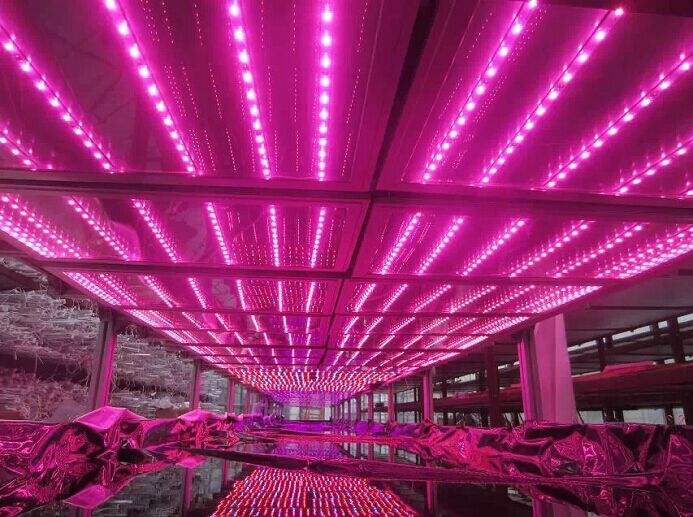 高压钠灯被取代 LED植物生长灯商用化