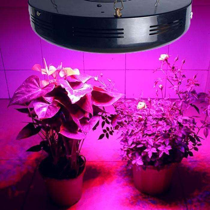 近年来，随着LED技术的不断成熟， LED演变成已不再是简单的照明，如在​LED植物灯照明领域的应用逐渐被推上了“风口”。据了解，在此前，国际照明巨头也已经着手布局LED植物照明业务，这或对整个植物照明产业起到积极的推动作用。