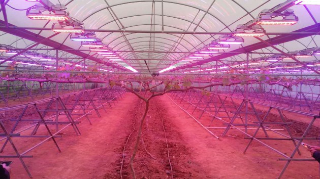 3月1日，葡萄园LED植物补光灯葡萄实验基地开始开灯实验，288盏LED植物补光灯的使用，让现代化的葡萄种植业更显高大上。

据了解，此次实验所用葡萄品种为夏黑，试验面积约1.6亩，实验项目投入约30万元。每晚6时至11时，技术人员将根据当天的光照测试情况，对葡萄进行3个小时左右的补光实验。据承越科技了解，实验基地所用的LED植物补光灯比普通荧光灯省电约50%，既节能又高效，同时还具有光可调、波长