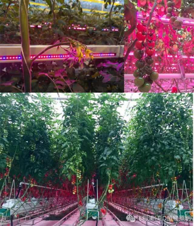 近年来荷兰Venlo型智能温室在中国发展迅速，2公顷以上的大型现代化玻璃温室越来越多。与此同时，中国在学习荷兰温室技术的过程中，也摸索着如何将这些舶来品本土化，追求在本国国情下的高投入高产出。在非人工补光的温室中，为了满足作物对于光照的需求，荷兰番茄栽培会从12月份开始定植，并持续生产到来年的11月份。随着更多荷兰种植者对提供全年高质量产品的诉求，补光灯的应用越来越多，传统栽培季可提前到9月至7月