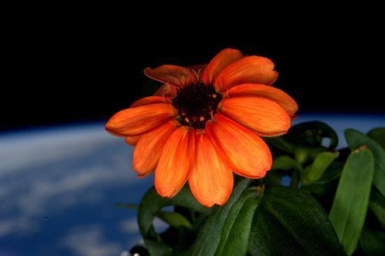 LED灯箱成功种出太空百日菊 中国蔬菜能在空间站培育