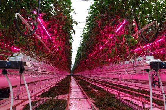 商业化温室生产对LED植物灯的需求