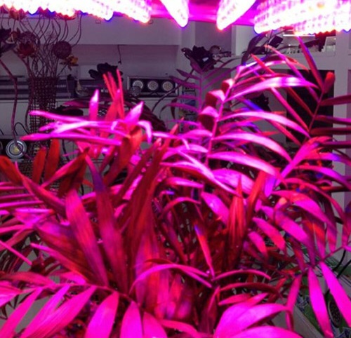 新型LED植物生长灯 让多肉“能量满满”