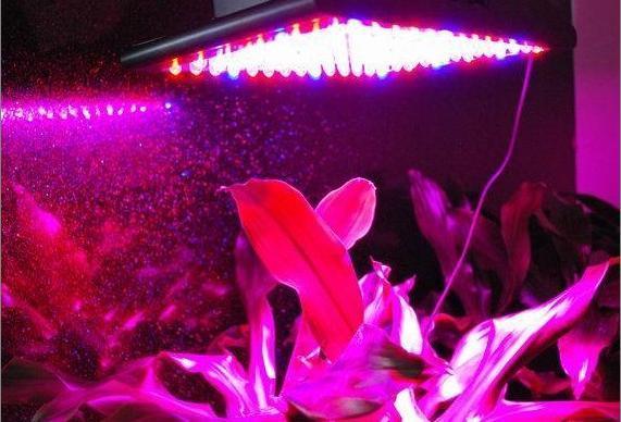 LED植物生长灯种蔬菜一样好吃！