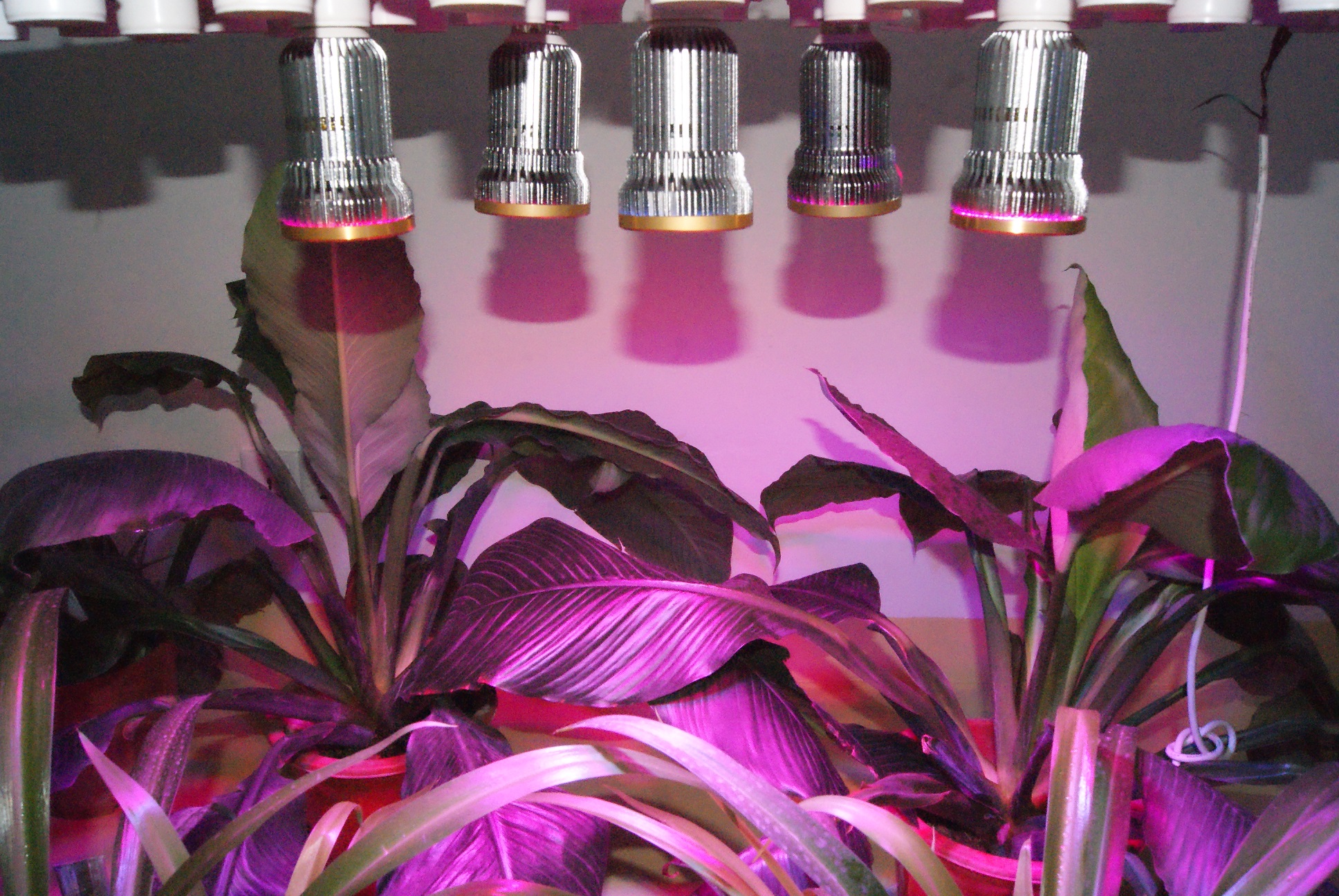 LED植物照明产业化之路还有多远？