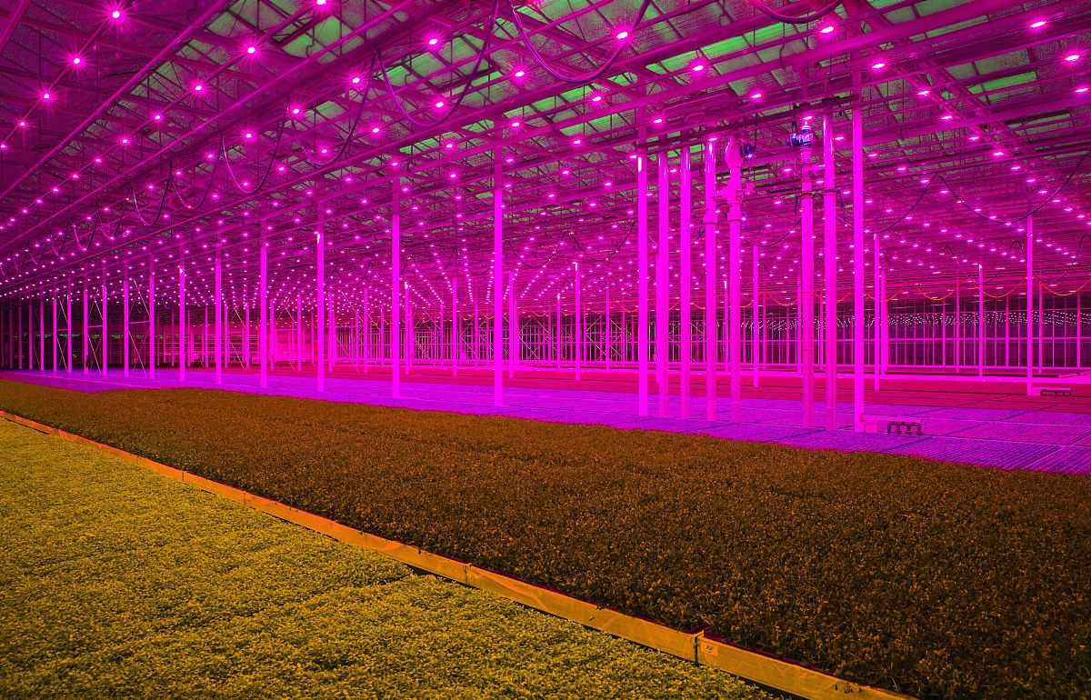 植物照明新案例 LED灯光种植增产30%