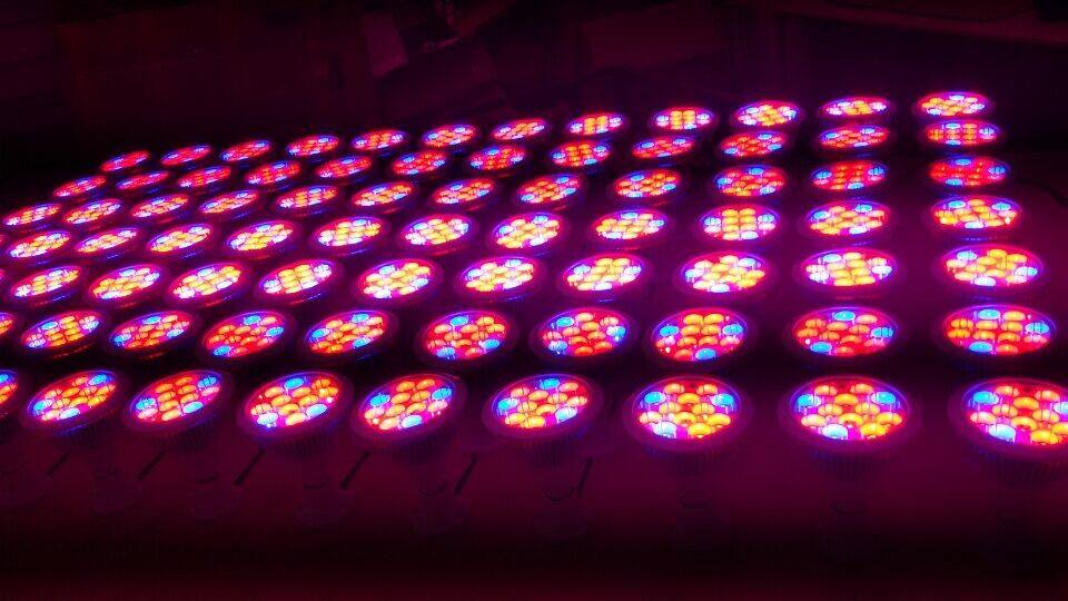 LED植物灯温室栽培 加拿大年销逾11亿美元