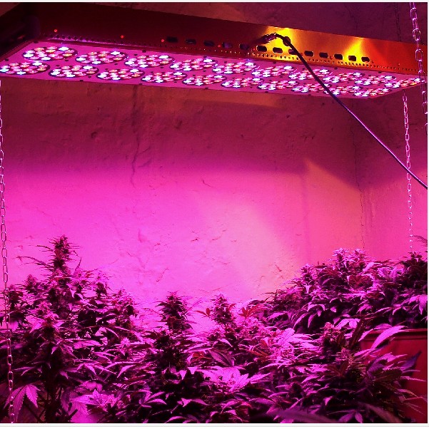 承越科技LED植物照明灯探路新兴市场！