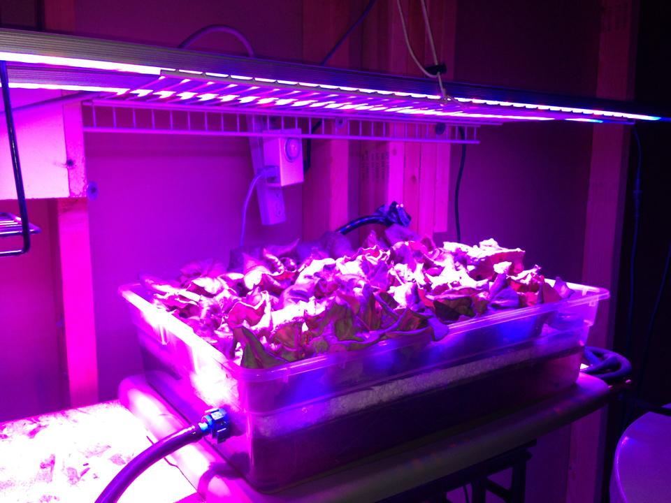 LED植物生长灯与荧光灯技术原理的优势比拼