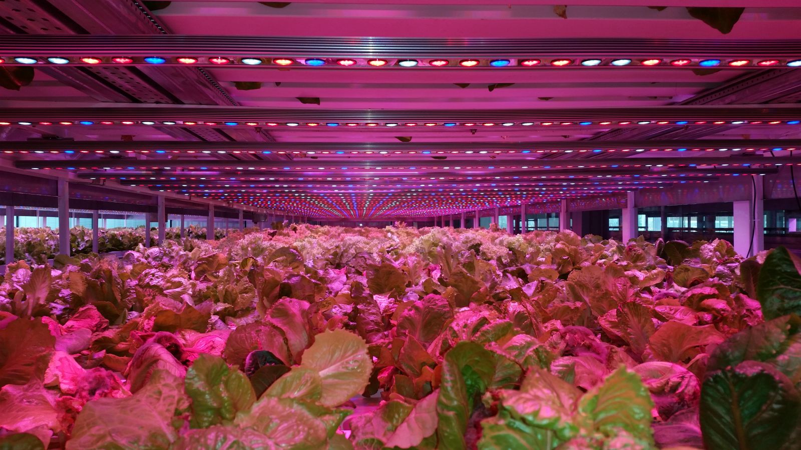 如何让LED灯在植物工厂重获利润？