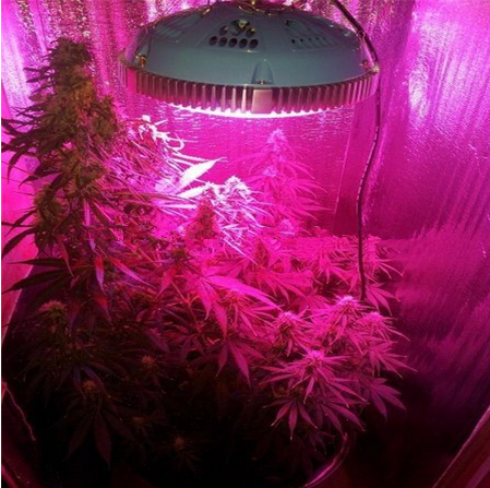 国家标准GB/T 32655-2016《植物生长用LED光照术语和定义》内容详解