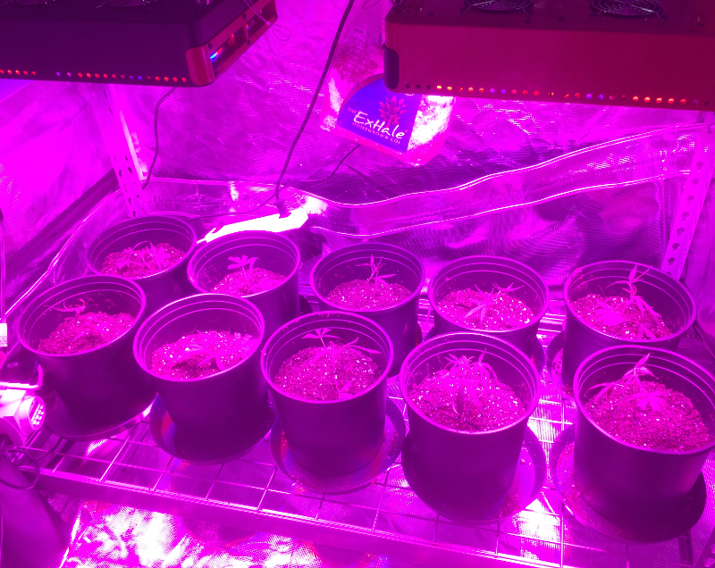 植物生长用LED光照标准体系探讨