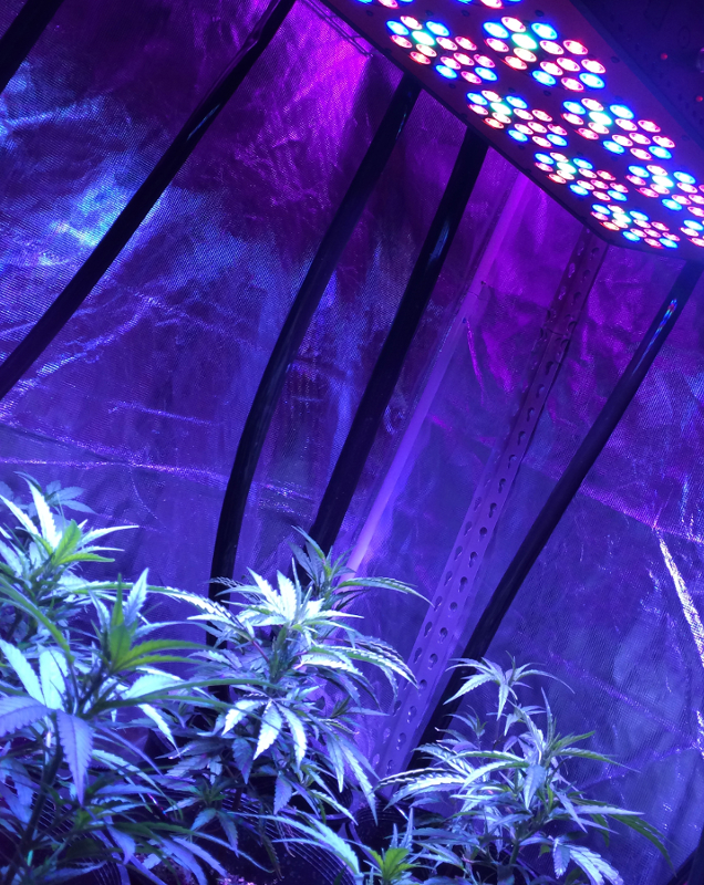 承越科技解析LED植物灯光谱技术和参数