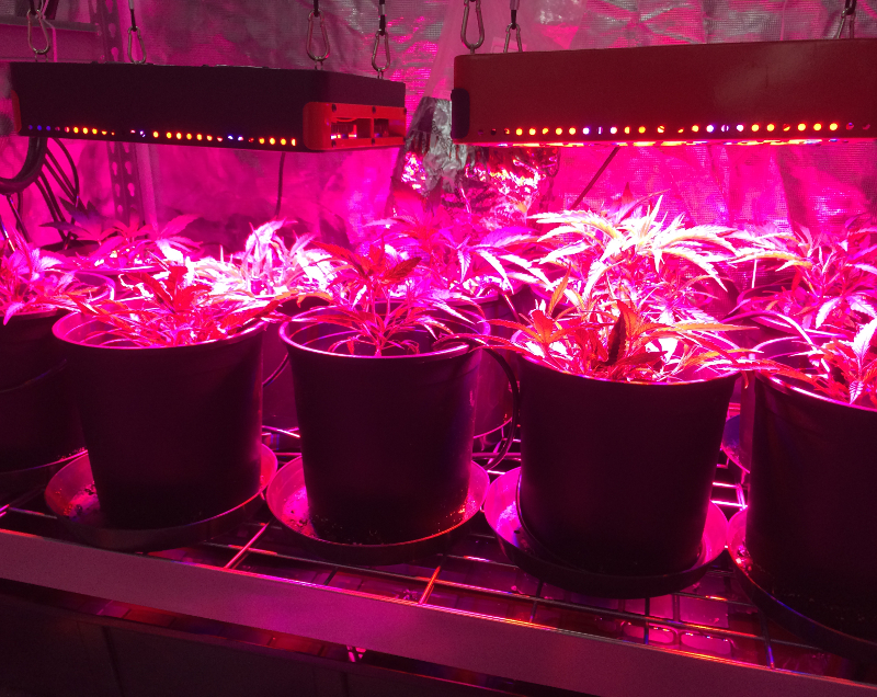 LED植物照明：不同波长的作用与特点