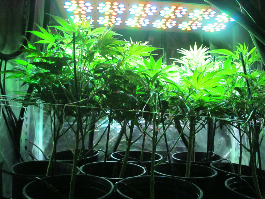 LED植物灯是如何影响植物生长的呢？