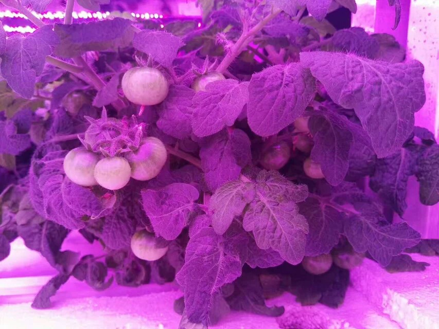 论蔬菜水果在室内水培种植过程中LED植物生长灯的重要性