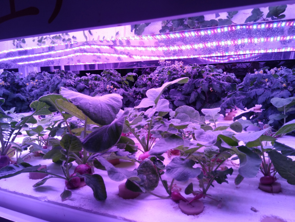 LED植物生长灯行业未来的发展及前景是否有利可图
