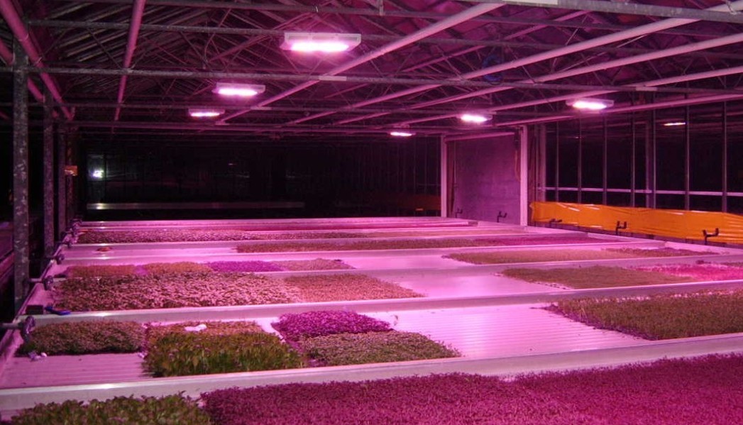 随着植物工厂成为最近热议的话题，也让促进植物生长的LED照明产品led植物生长灯得到了大量的关注。利用LED光源给室内植物营造如沐阳光一样的生长环境。