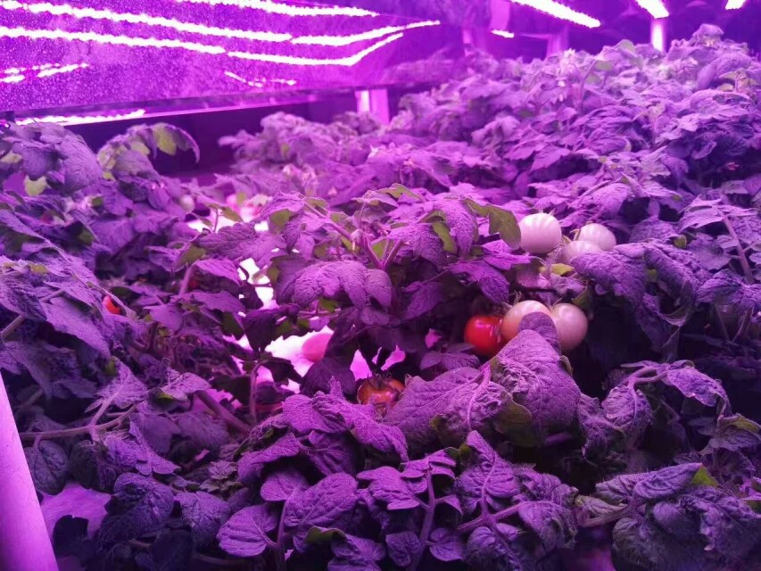 LED植物照明无限商机来自全球LED应用植物照明产值高速增长