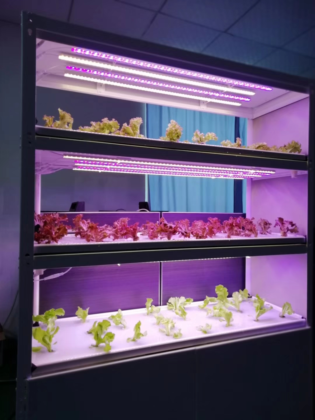 植物工厂智能化管控中led植物生长灯的作用