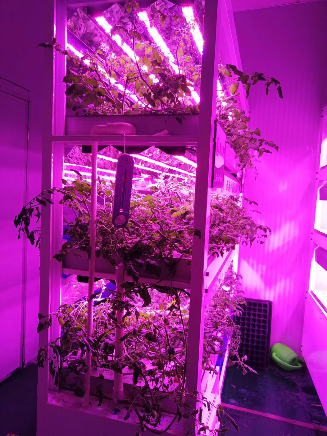 LED植物灯具有环保节能的作用，LED植物灯给植物提供光合作用，促进植物生长，减短植物开花结果用的时间，提高生产！在现代化农业建设中，植物灯作为光源是农作物不可或缺的产品。