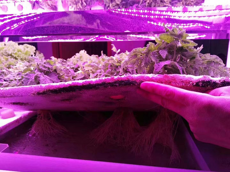 植物生长灯与人工补光解决室内花卉草莓药材种植难题