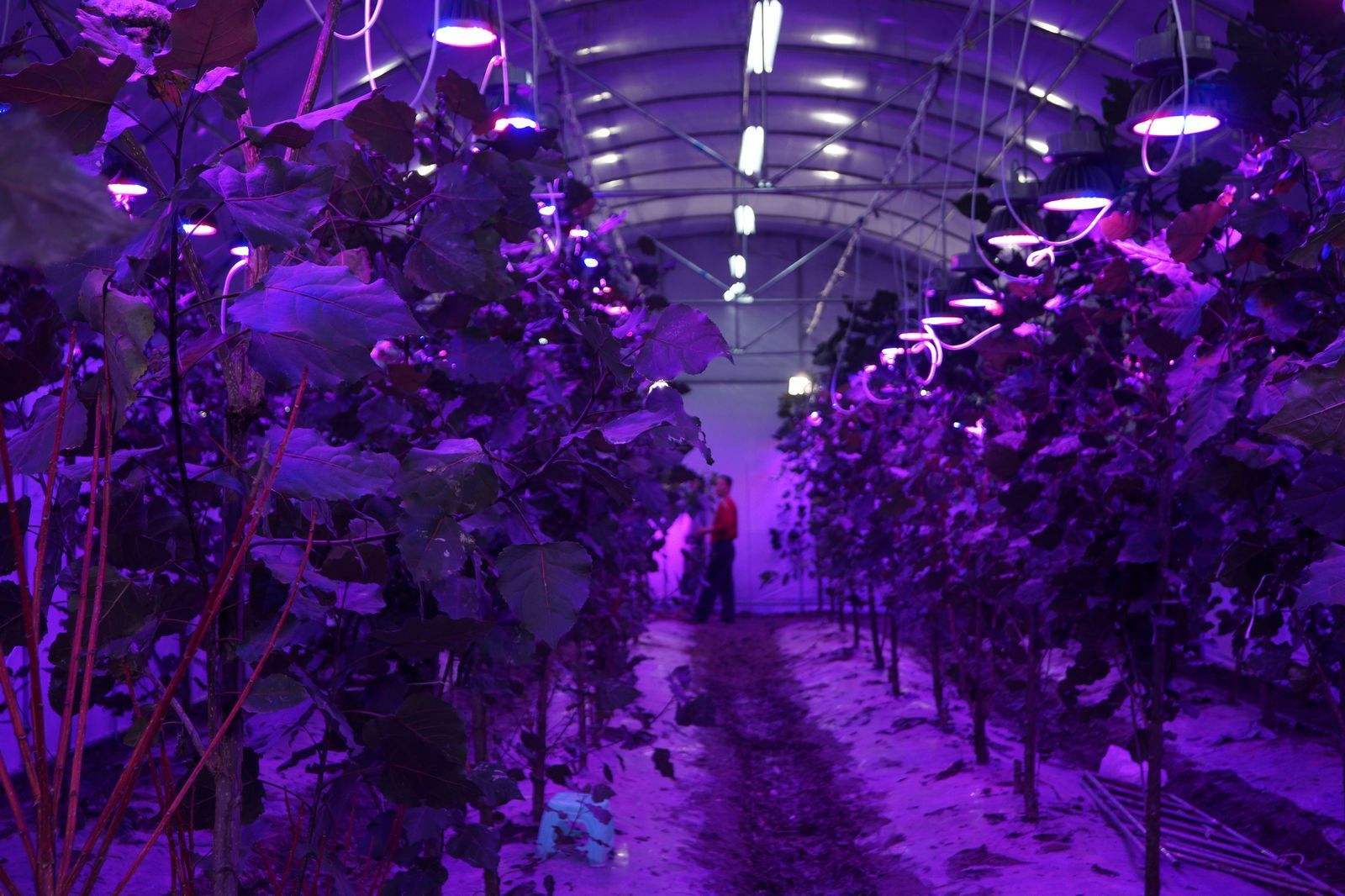温室植物生长照明将逐渐以LED光源的植物生长灯具为主
