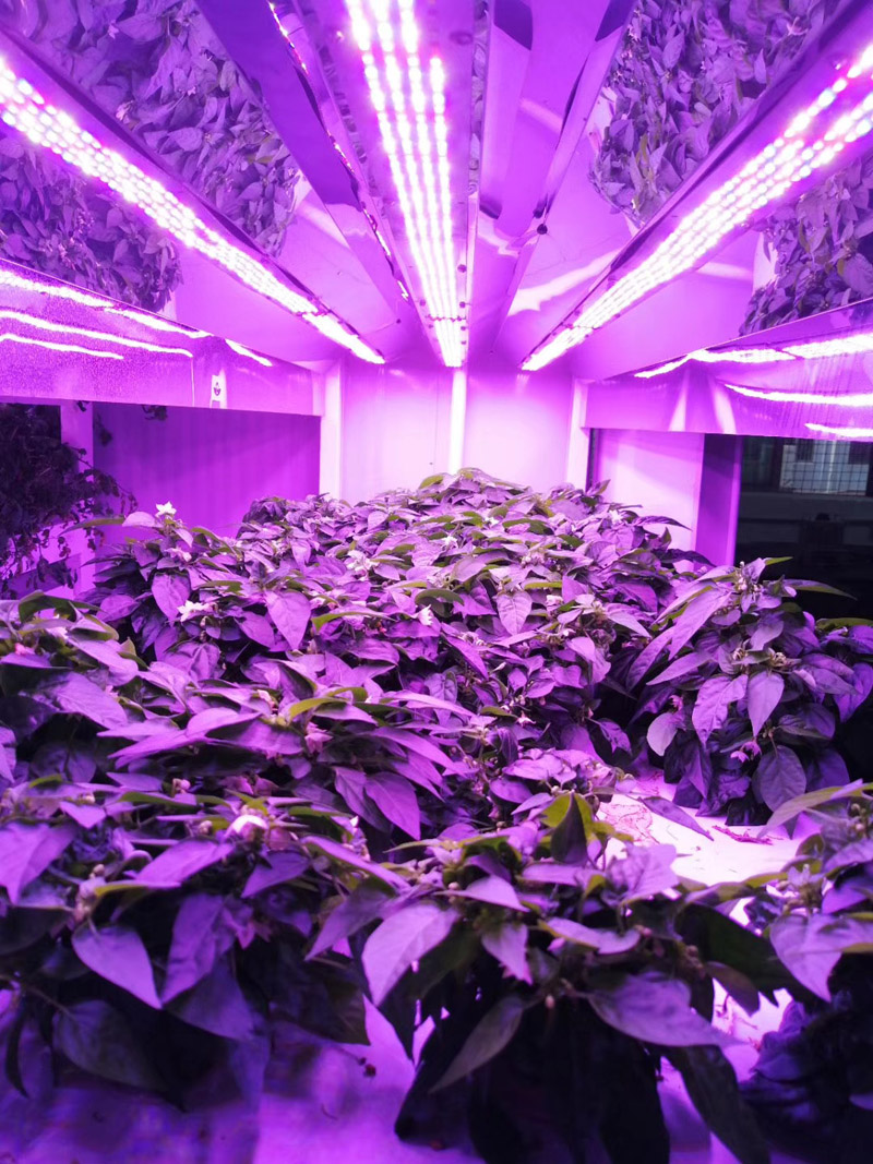LED植物生长灯功率小，但是效率极高，因为其他灯光发出的是全光谱，就是说有7种颜色，而植物所需要的却只有红光和蓝光，因此传统灯大部分光能都浪费了，所以效率极低。而LED植物生长灯可以发出植物需要的特定红光和蓝光，因此效率极高，这就是为什么LED植物生长灯几瓦的功率比几十瓦甚至几百瓦功率的灯效果还好的原因。