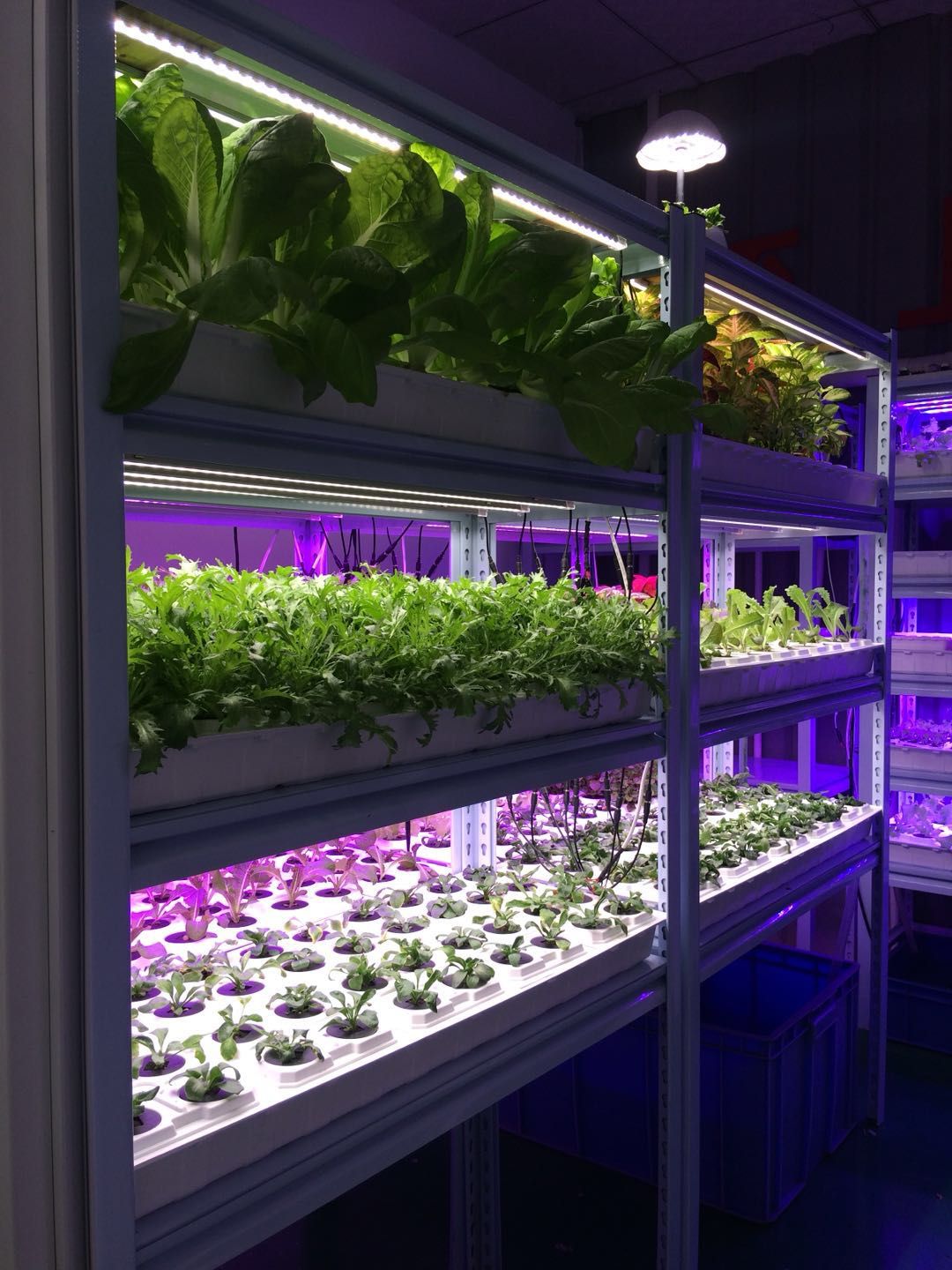 植物生长灯在温室或植物实验室，可完全替代自然光，来促进植物生长。
