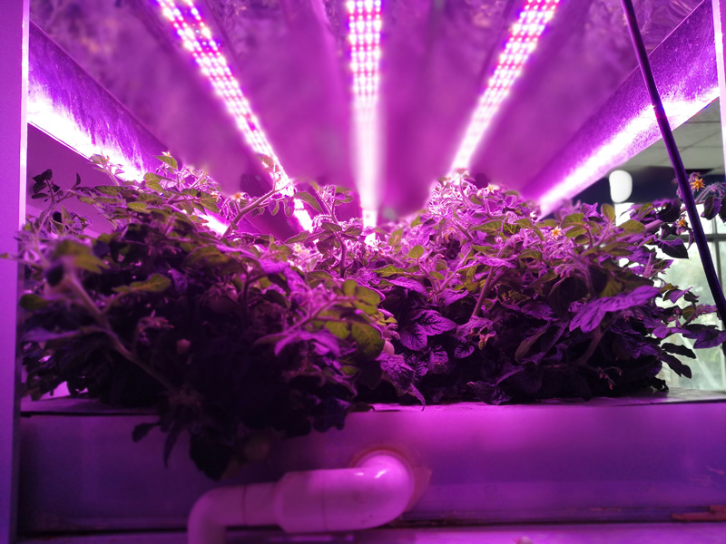 使用LED植物灯的常见问题以及解决方案