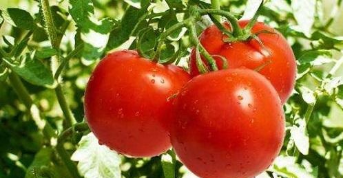 Must greenhouse grow tomato to use plant fill light lamp?