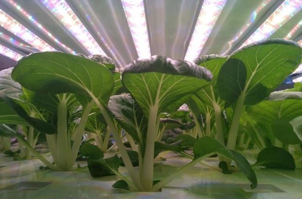 深圳市承越科技专业研发生产各类LED植物生长灯，欢迎广大客户来电咨询洽谈。