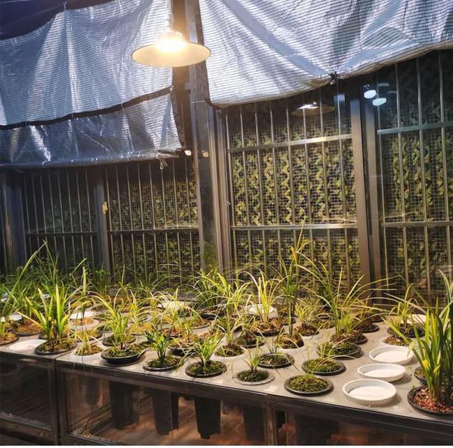 室内种植想补光选用哪种植物灯？