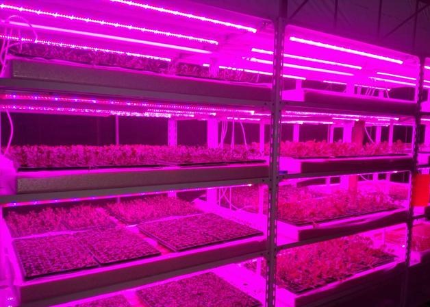 LED植物灯发出主要光对植物的影响