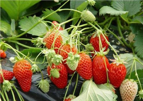 影响大棚草莓种植的因素有哪些？