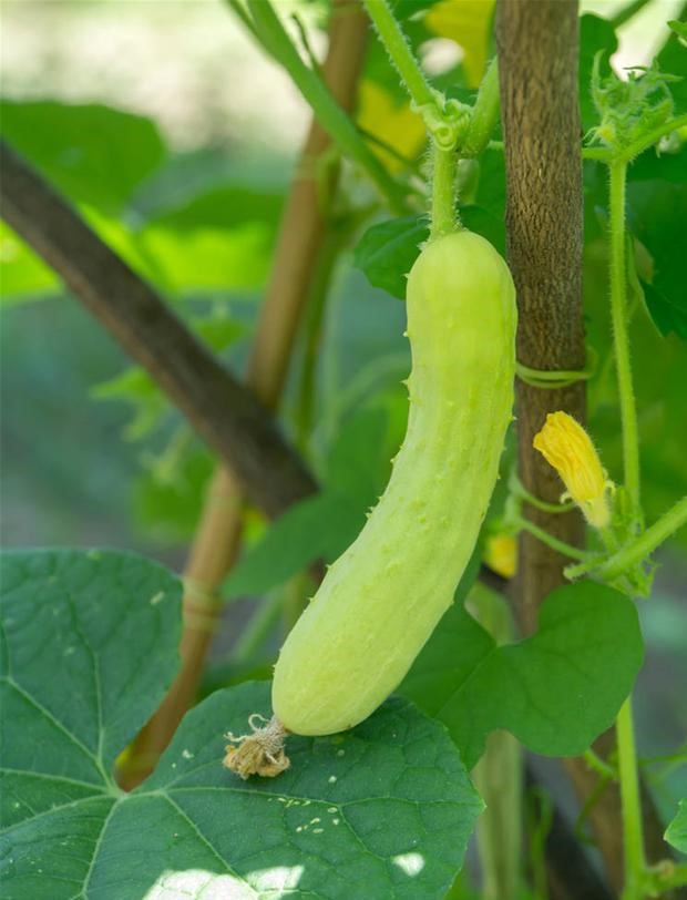 Can Plant Supplement Light Lamp Solve the Problem of Cucumber's Melting and Growing?