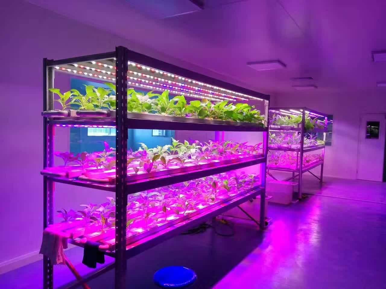 层架种植蔬菜如何选择植物补光灯？