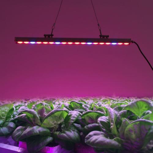 植物补光灯的作用与效果