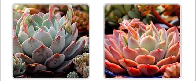 What is the effect of succulent plant filling light lamp?