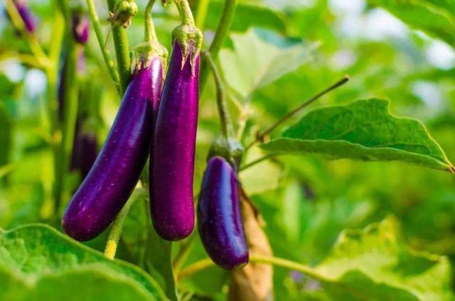 The plant supplement lights give your eggplant a high 