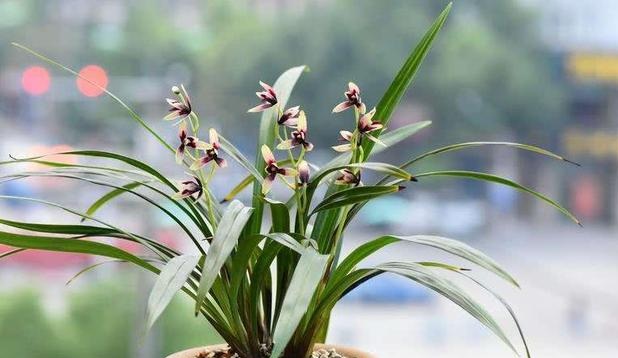 How should orchid ability raise?