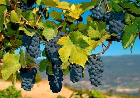 如何种出高质高产的葡萄？