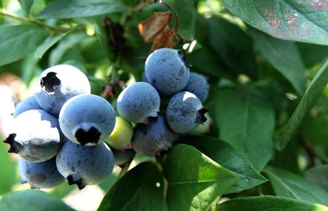 How much do you know about the lighting requirements of blueberry farming?
