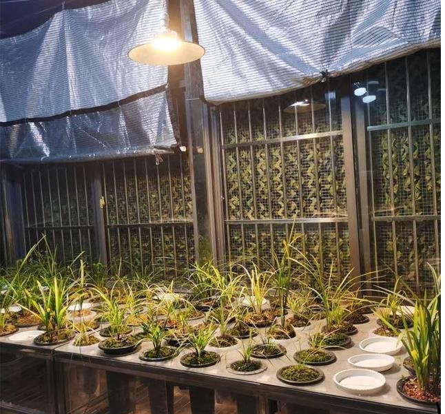 花卉绿植店如何选择植物补光灯？